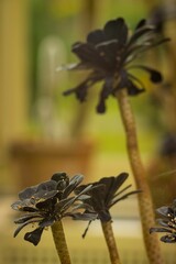 Vertical shot of a fully bloomed Irish rose (aeonium arboreum) flowers