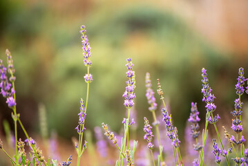 Lavender beautiful flowers