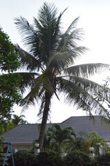 Fototapeta na wymiar Aufnahmen von tropischen Pflanzen, Bananenbäumen und Palmen.