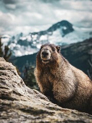 Selective focus shot of alpine marmot (Marmota marmota)