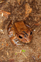 Südamerikanischer Ochsenfrosch