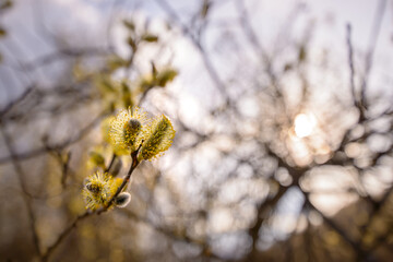 Spring branches of pussy willow on colorful blurred background. Fluffy yellow willow earrings. Willow branch with catkins