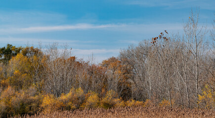 Fototapeta premium 688-52 Autumn Coming Down