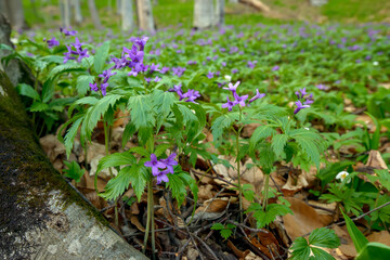 Purple fresh flowers in a green lush spring forest. Nature spring background full of life and growing plants