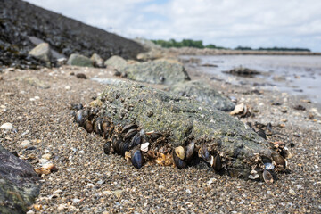 Seashore with a stone in algae and bivalve shells of mollusks, against the backdrop of a seascape.