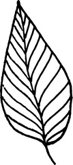 Leaf outline