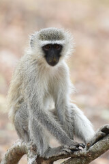 Naklejka na ściany i meble Vervet monkeys typically have a long tail and dark face, hands and feet