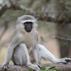 Vervet monkeys typically have a long tail and dark face, hands and feet