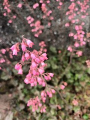 Vertical shot of blooming Clochette flowers
