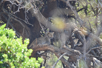 Leopard in a tree, but awake and fully alert (Kruger National Park)