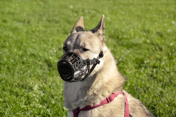 Dog West Siberian Laika in a muzzle in nature.