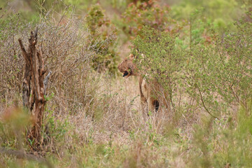 Lioness seeking shelter in vegetation after hunt (Kruger National Park)