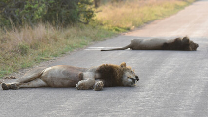 Round-bellied lions sleeping in the middle of the road