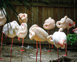 Beautiful pink flamingo of the wild