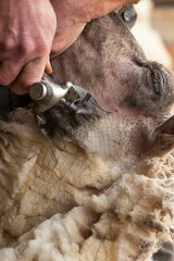 Closeup of a hand shearing a fleece from a sheep with a machine