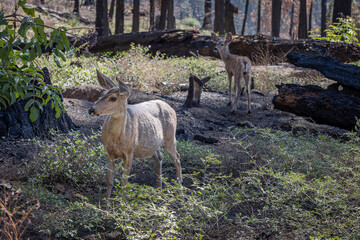 Mule deer in the forest with the many burnt trees in the kings canyon and sequoia national park, California, USA