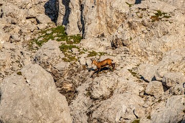 Chamois in Julian alps, Slovenia