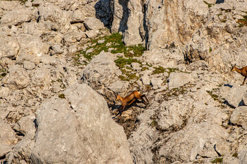 Chamois in Julian alps, Slovenia