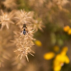 Close up of a honey bee on a brown plant with blur background