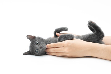 Asian woman's hand holding a lovely kitten isolated