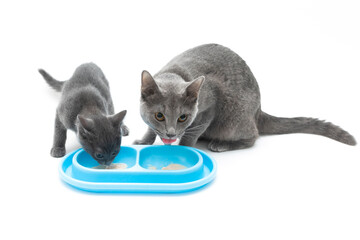 mother and baby Thai blue cat eating food together isolated