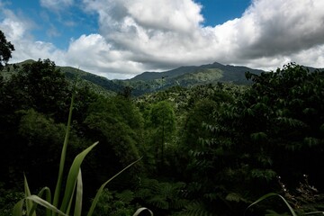 Lush El Yunque National Forest with high hills and floating clouds in Puerto Rico