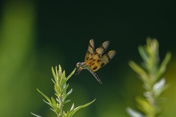 Dragon fly coming to rest in a meadow.