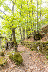 chestnut forest in Rozas de Puerto Real in the province of Madrid, Spain