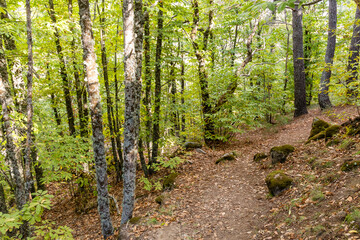 Obraz premium chestnut forest in Rozas de Puerto Real in the province of Madrid, Spain