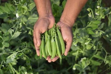 Naklejka na ściany i meble Top closeup of hands holding a handful of freshly picked green peas green field background