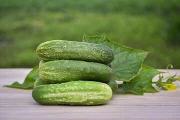 Selective focus of freshly picked juicy cucumbers on a wooden table with leaves, lawn background