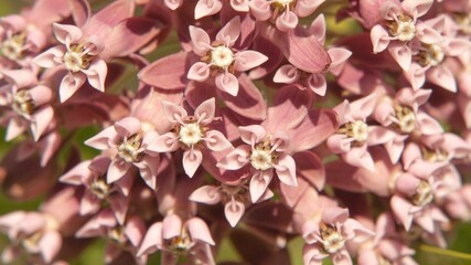 Selective focus shot of pink Common milkweed, Asclepias syriaca in the garden with sunlight