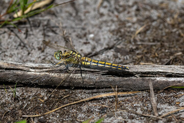 Yellow dragonfly sitting on a piece of wood