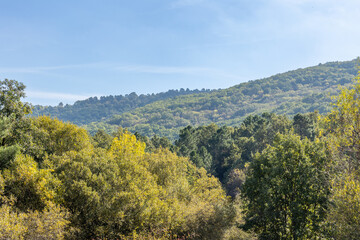 Fototapeta na wymiar chestnut forest in Rozas de Puerto Real in the province of Madrid, Spain
