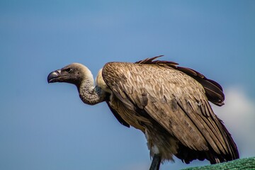Closeup of a vulture perched against blue sky