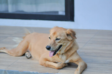 dog, brown dog in the garden