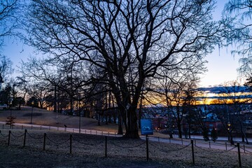 Leafless tree in the middle of a park on a calm winter evening