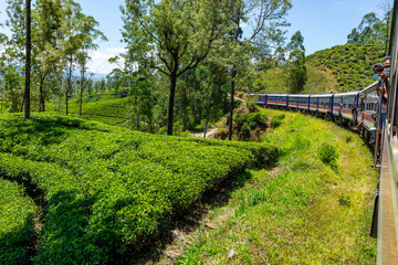 Fototapeta na wymiar Sri Lanka Tea Plantation. Green Fields. Haputale, Sri Lanka.