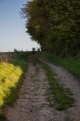 Chemin de campagne le long d'un champs