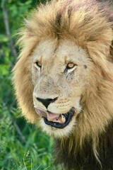 Fototapeta premium Vertical closeup shot of a male African lion in the Kruger Park