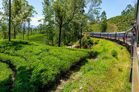 Sri Lanka Tea Plantation. Green Fields. Haputale, Sri Lanka.