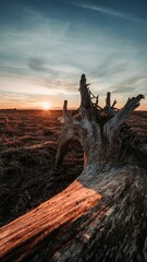 Vertical shot of a fallen tree with a beautiful sunset in the background