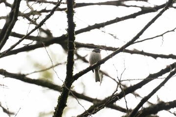 Dark-eyed junco (Junco hyemalis) sitting on a naked branch