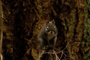 Selective focus shot of a Douglas squirrel (Tamiasciurus douglasii) sitting on a branch