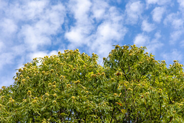 chestnut leaves in Rozas de Puerto Real in the province of Madrid, Spain