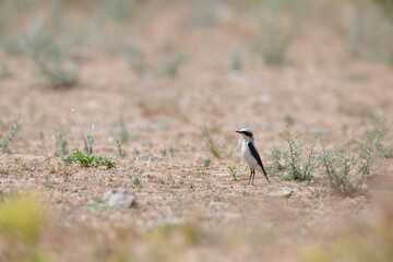 Migratory birds are particularly vulnerable to climate change effects, because they depend on multiple habitats and sites. group of migratory birds that are vulnerable to climate change are shorebirds
