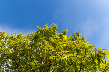 chestnut leaves in Rozas de Puerto Real in the province of Madrid, Spain