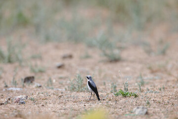 Climate change affecting the behaviour, ranges, and population dynamics of bird species. Climate change put lots of birds at risk of extinction. Scientists tracking effects of climate change on birds