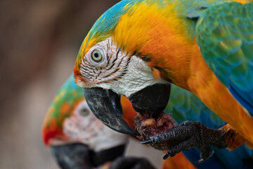 Araras Pernambucanas