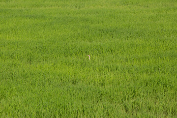A lonely grey heron lost in a field of rice